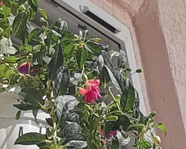 アパート Transfer